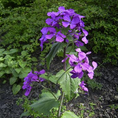 Lunaria annua