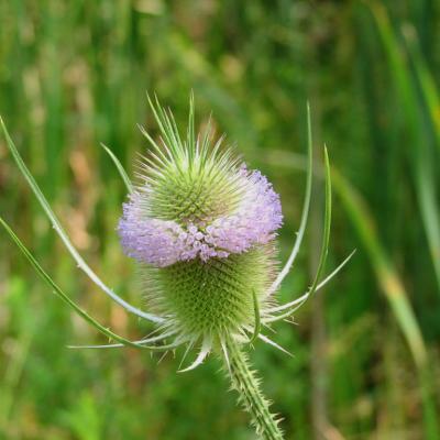 Dipsacus fullonum