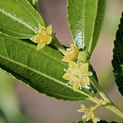 Ziziphus jujuba