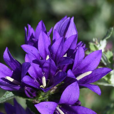 Campanula glomerata