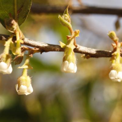 Diospyros whyteana