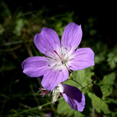Geranium sylvaticum