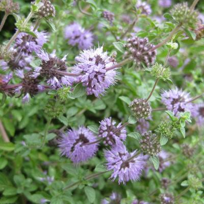 Mentha pulegium