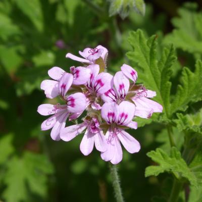 Pelargonium graveolens