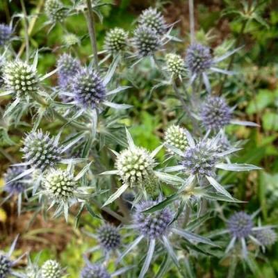 Eryngium planum