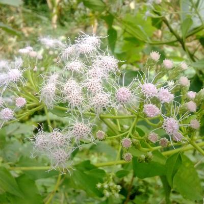 Eupatorium odoratum
