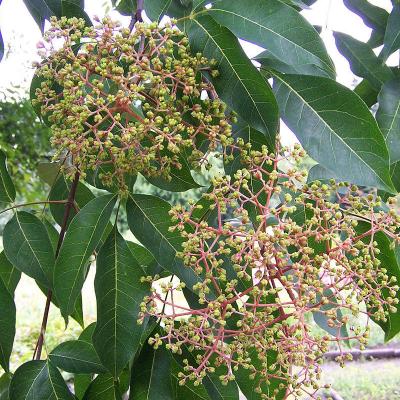 Evodia danielii