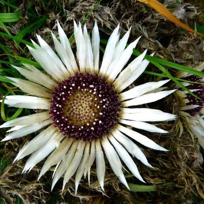 Carlina acaulis