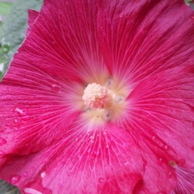 Alcea rosea