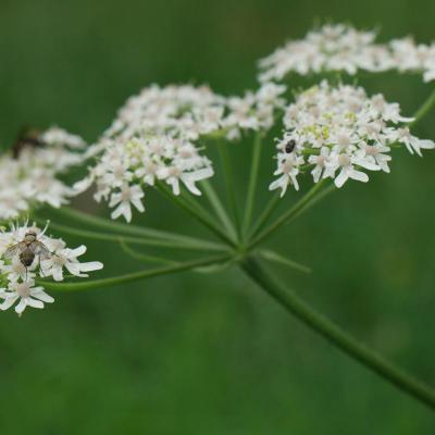 Heracleum Sphondilium