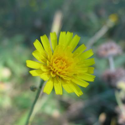 Hieracium autumnale