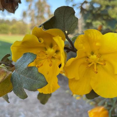 Fremontodendron californicum