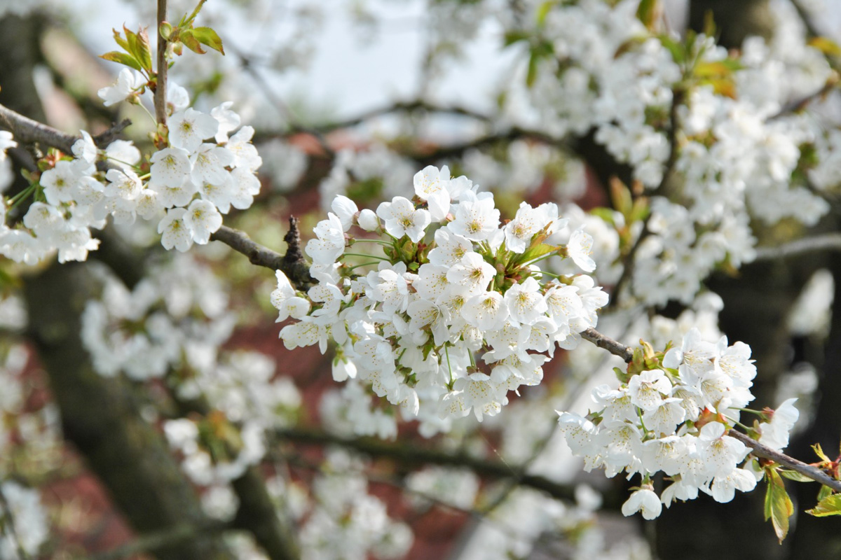 Prunus avium