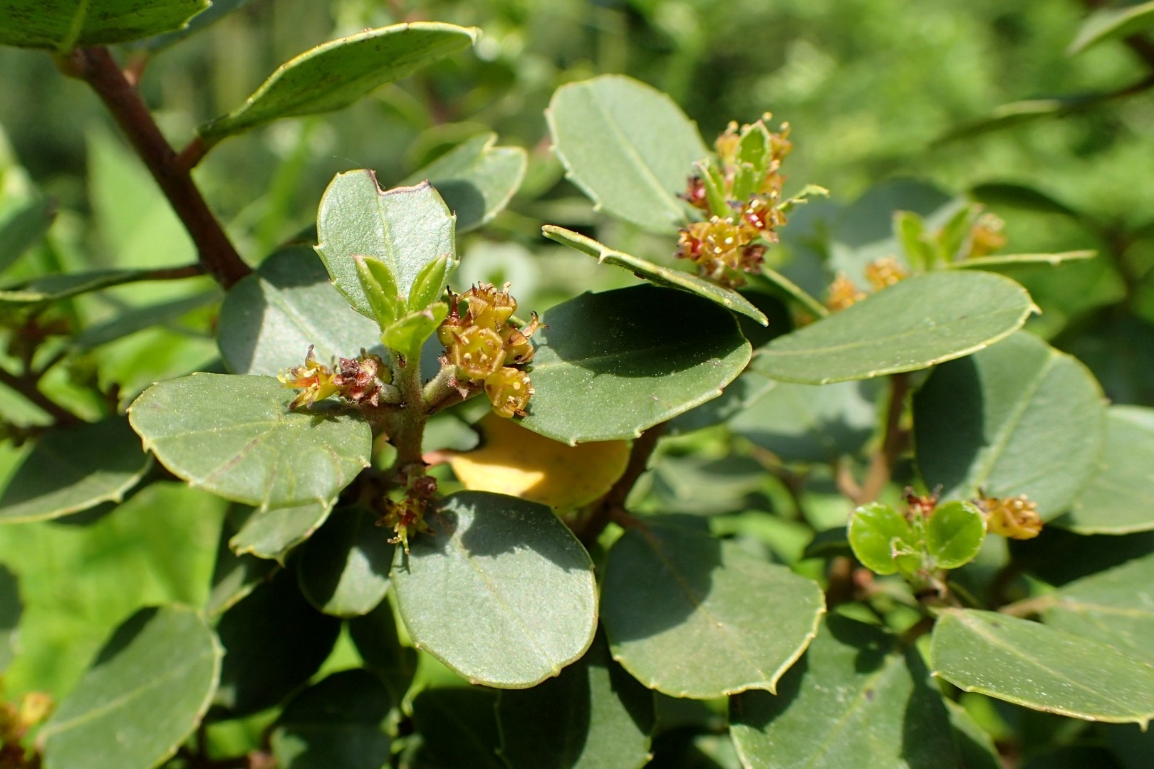 Rhamnus alaternus