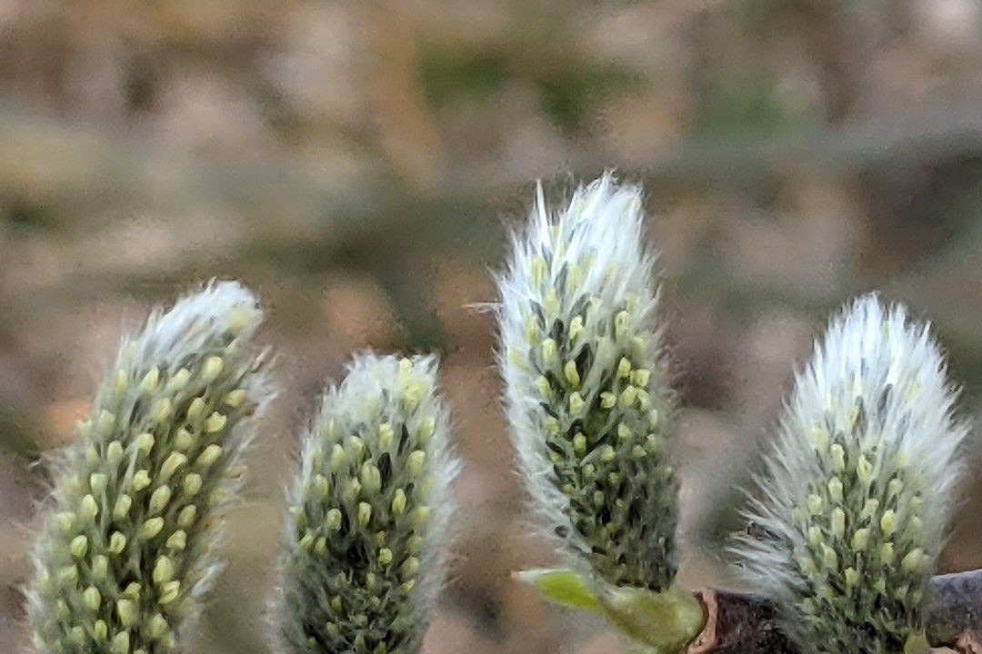 salix cinerea