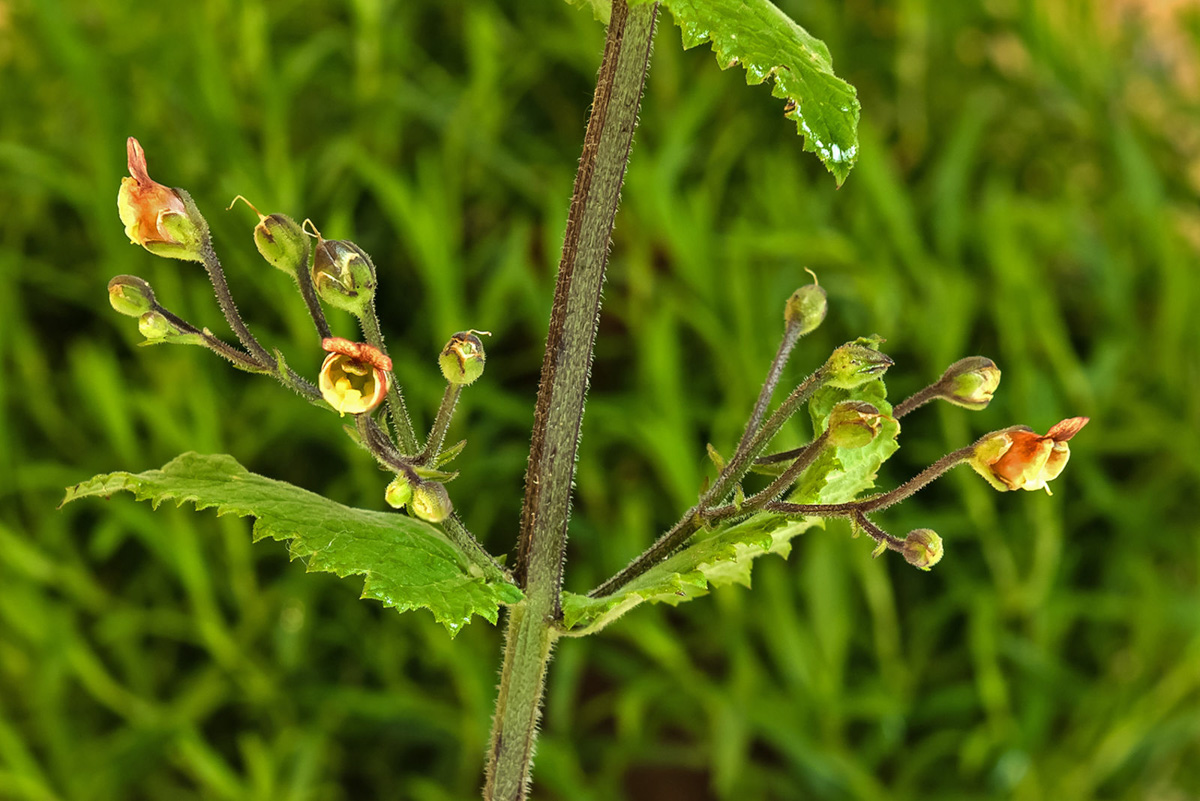 Scrophularia scorodonia