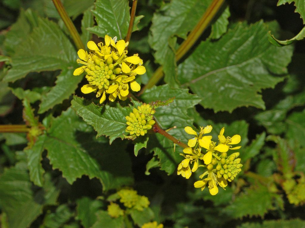 Sinapis Arvensis